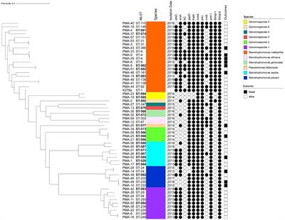 Molecular epidemiology, genetic diversity, antibiotic resistance and pathogenicity of Stenotrophomonas maltophilia complex from bacteremia patients in a tertiary hospital in China for nine years